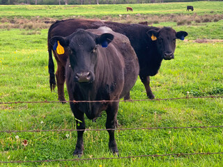 Inquisitive Cows behind Barb Wire Fencing 