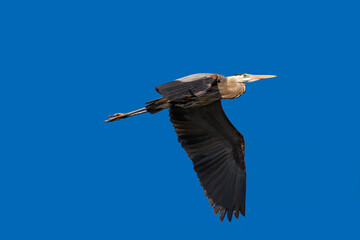 Grey heron in flight against blue sky
