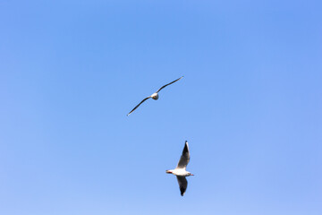 日本、横浜山下公園のカモメ