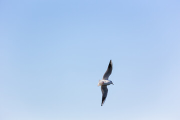 日本、横浜山下公園のカモメ
