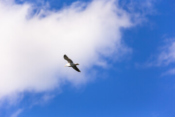 日本、横浜山下公園のカモメ
