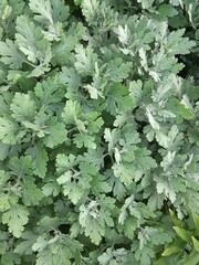 green leaves background