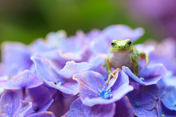 green frog on a hydrangea