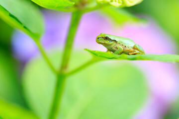 green frog on a hydrangea