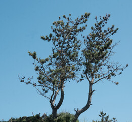Arbuste et ciel bleu .
