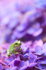 green frog on a hydrangea