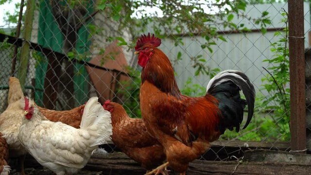 Red chicken walking in paddock. Ordinary red rooster and chickens looking for grains while walking in paddock on farm