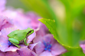 green frog on a hydrangea