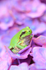green frog on a hydrangea