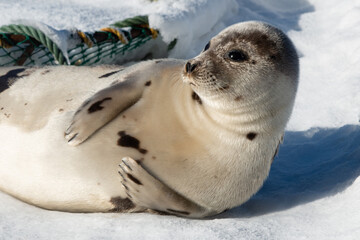 A large harp seal moving along on top of ice and snow.  You can see its long flippers and sharp claws. The seal has brown, beige and tan color skin or fur. A fishing net lays in the background.  © Dolores  Harvey