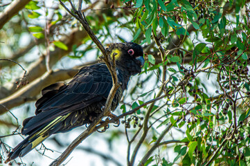  Yellow Tailed Black Cockatoo Alert