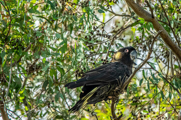  Yellow Tailed Black Cockatoo Head Up