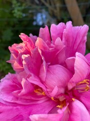 macro of pink rose flower with glimmers of sunlight on petals close up