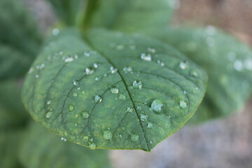 Rainy drop on the green leaves