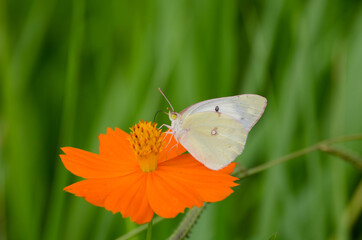 モンシロチョウ