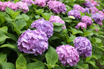 雨に濡れるアジサイ