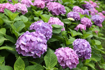 雨に濡れる紫陽花