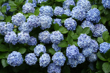 雨に濡れる青いアジサイの花