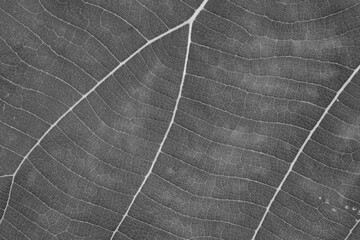 close up green leaf texture