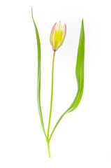 Fototapeta na wymiar Delicate Scilla garden flower isolated on white background.