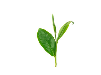 Fototapeta na wymiar young green tea leaves isolated on white background