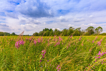 road through the field