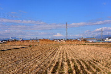 寒川の畑風景