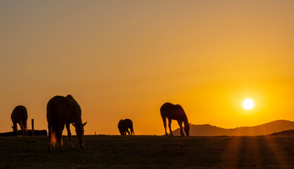 Fototapeta na wymiar 最高に美しい阿蘇大観峰の夕日 夕日に照らされている動物たち(馬)のシルエット 日本　熊本県　阿蘇　大観峰 The most beautiful sunset of Aso Daikanbo Silhouettes of animals (horses) illuminated by the setting sun Japan Kumamoto Prefecture Aso Daikanbo