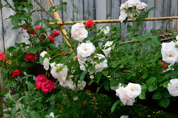 Roses of two colors - red and white.