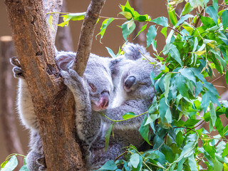 木の上で昼寝をするコアラたち