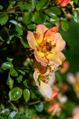 Bee pollinating the fragrant yellow and orange flowers of a rose bush
