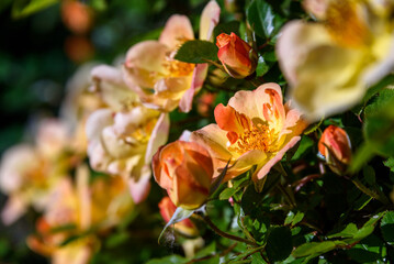 Beautiful yellow and orange flowers of a rose bush on a sunny day
