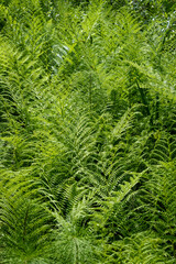 Closeup of ferns growing in a wetland, as a nature background
