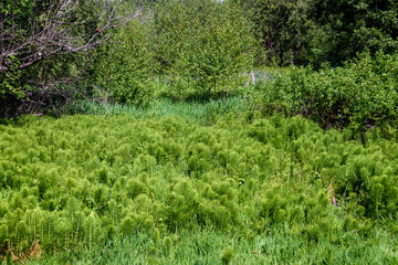 Large crop of horse tail weeds growing in a wetland
