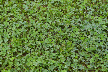 小さな水滴をいっぱいつけたクローバーの草むらを上から撮影した風景