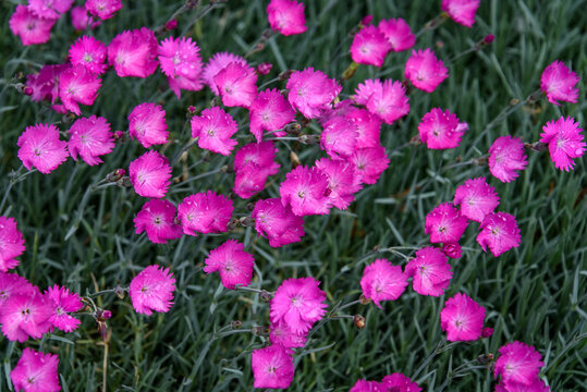 Pink Dianthus flowers blooming with blue green leaves
