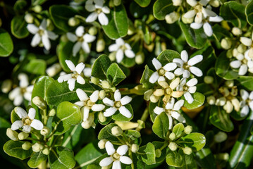Fragrant white flowers of a Mexican Orange bush, as a nature background
