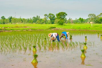 Farmers in the northeast region of Thailand, Southeast Asia Growing seedlings in the traditional way in the rice field during the rainy season.