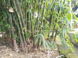 Obraz premium bamboo tree in the backyard garden