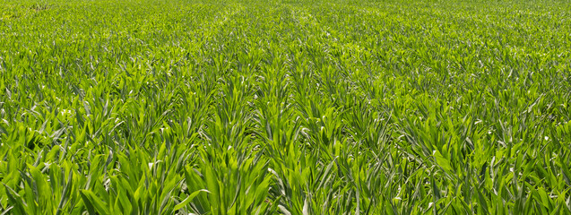 Corn field growing in summer. Rows of green corn with perspective lines leading to horizon.