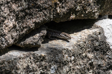 Iberian Wall Lizard (Podarcis hispanicus) close up portrait on an old stone wall in summer, in rural Portugal