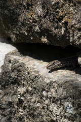 Iberian Wall Lizard (Podarcis hispanicus). Head protruding from crevice in old stone wall in rural Portugal