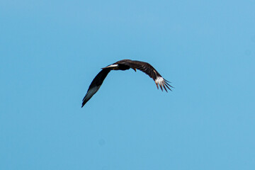 Volando Alto