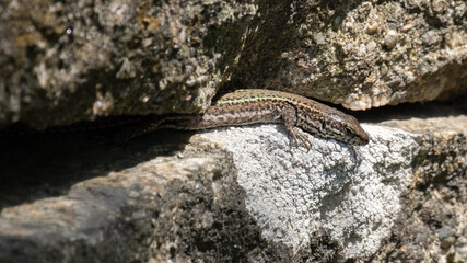 Iberian Wall Lizard (Podarcis hispanicus) portrait on an old stone wall
