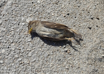 Naklejka na ściany i meble Small brown sparrow bird, dead. Lying on the ground