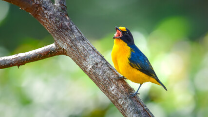 Violaceous Euphonia tropical bird of blue and yellow colors singing with its beak open on a branch with a clean and clear background.