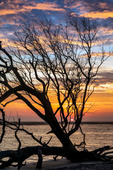 Sunrise on Folly Beach - Tree branches silhouette a dramatic sunrise sky over the Atlantic Ocean at Folly Beach, South Carolina.