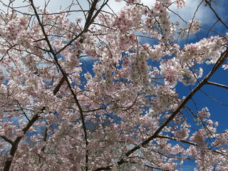 blooming cherry tree