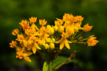 Asclepia Curassavica