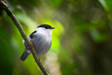 White-bearded Manakin tropical bird with clear and clean background perched on a branch inside the jungle